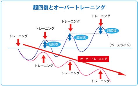 超回復 部位|筋トレ後に起こる超回復の時間とは？超回。